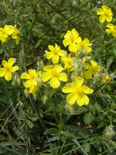 Gewöhnliches Sonnenröschen / Helianthemum nummularium
