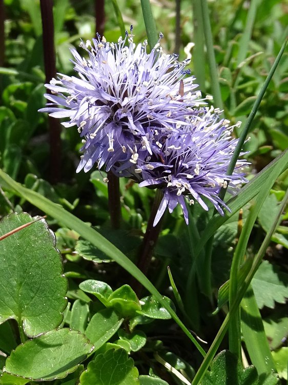 Herzblättrige Kugelblume / Globularia cordifolia