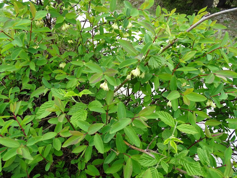 Blaue Heckenkirsche / Lonicera caerulea