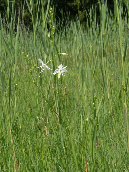 Ästige Graslilie / Anthericum ramosum