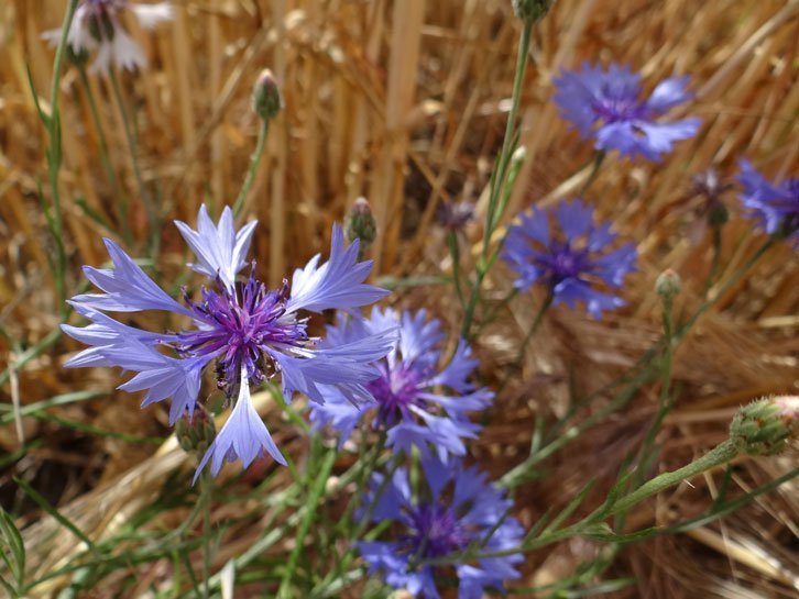 Kornblume / Cyanus segetum