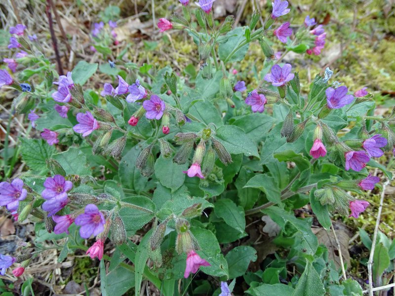 Weichblättriges Lungenkraut / Pulmonaria mollis