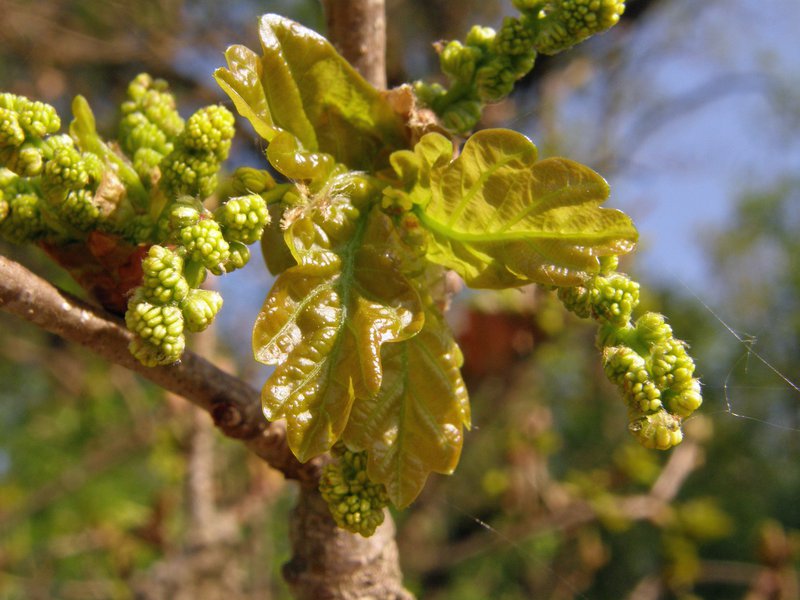 Stiel-Eiche / Quercus robur