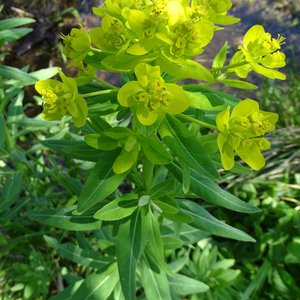 Sumpf-Wolfsmilch / Euphorbia palustris