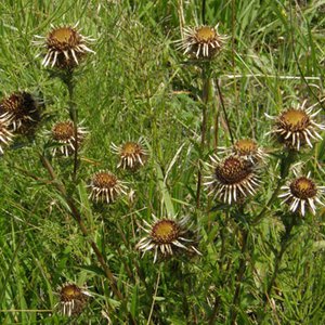 Golddistel / Carlina vulgaris
