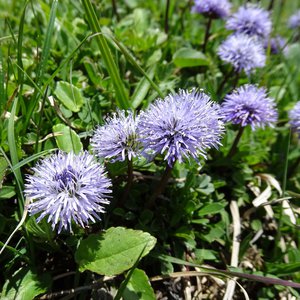 Herzblättrige Kugelblume / Globularia cordifolia