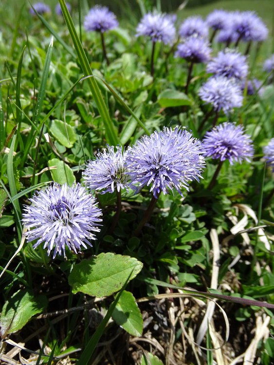 Herzblättrige Kugelblume / Globularia cordifolia