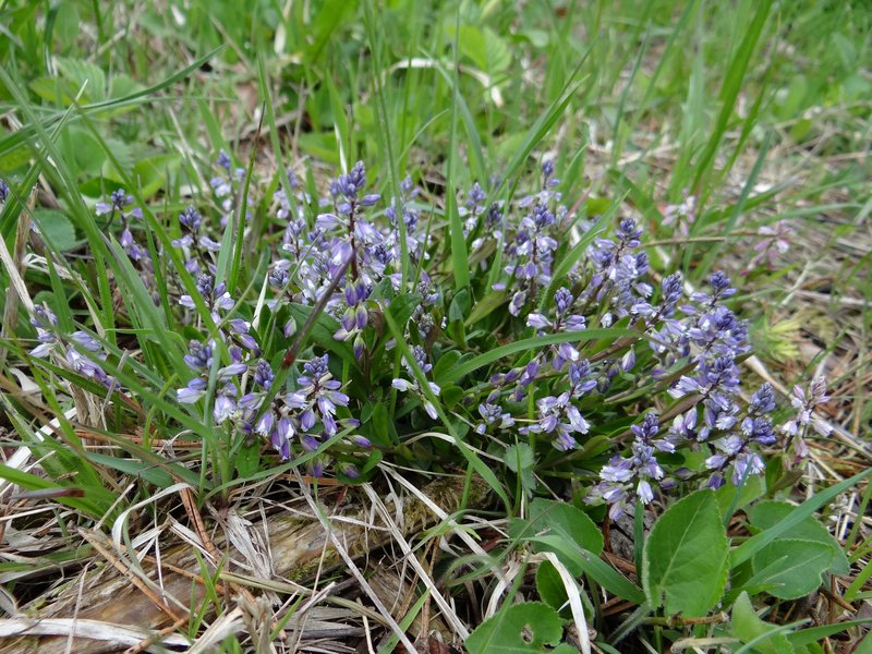 Moor-Kreuzblume / Polygala amarella