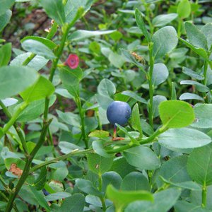 Blaubeere / Vaccinium myrtillus