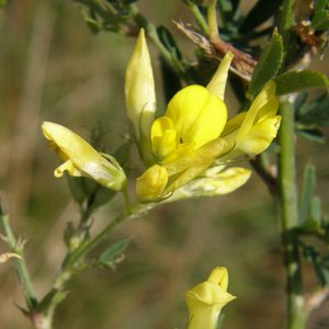 Sichelklee / Medicago falcata