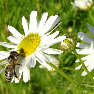 Duftlose Kamille / Tripleurospermum inodorum