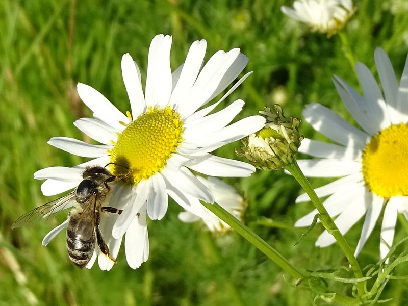 Duftlose Kamille / Tripleurospermum inodorum