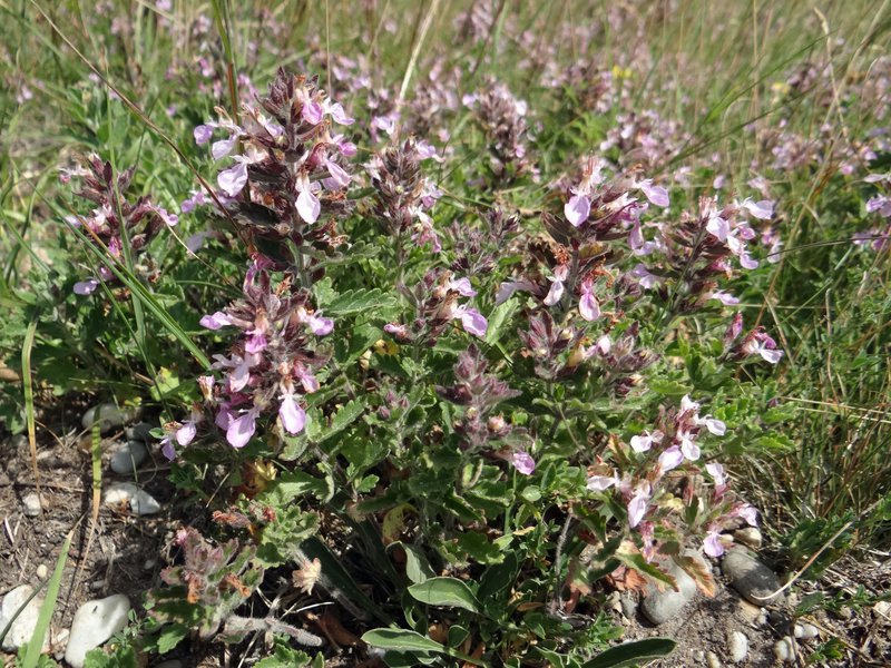 Echter Gamander / Teucrium chamaedrys