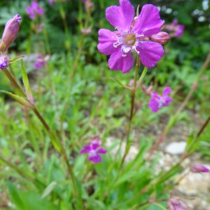Gewöhnliche Pechnelke / Lychnis viscaria