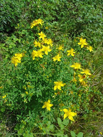 Geflecktes Johanniskraut / Hypericum maculatum
