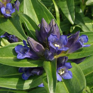 Kreuz-Enzian / Gentiana cruciata