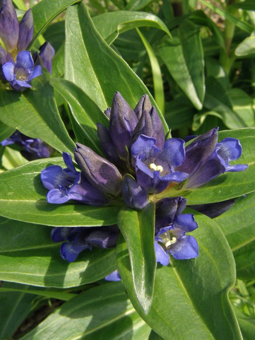 Kreuz-Enzian / Gentiana cruciata