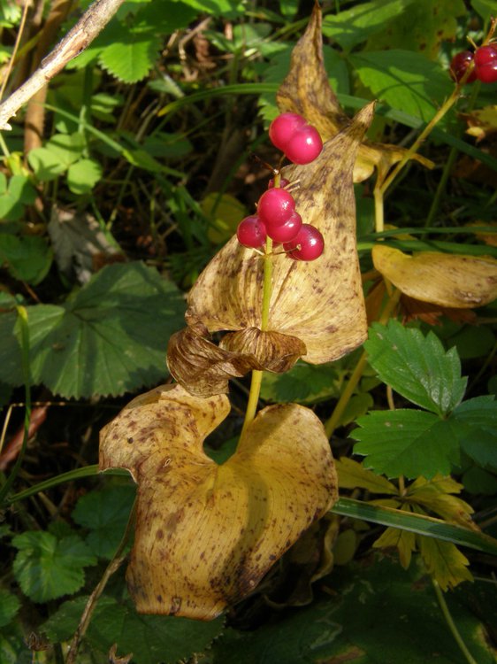 Maiglöckchen / Convallaria majalis