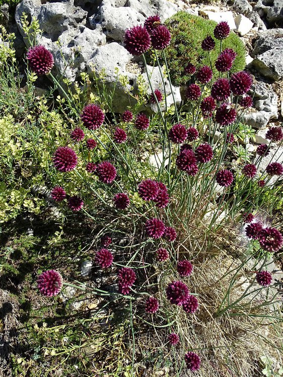 Kugelköpfiger Lauch / Allium sphaerocephalon