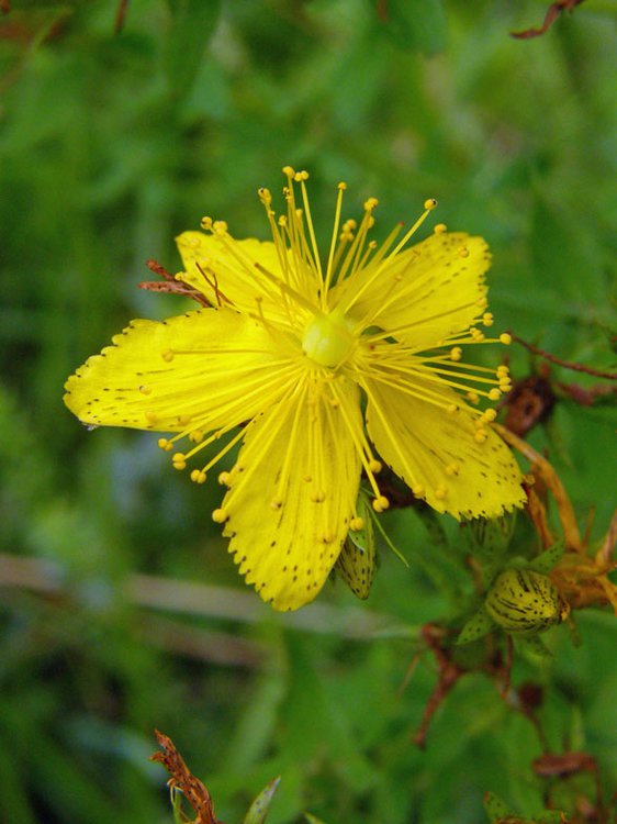 Geflecktes Johanniskraut / Hypericum maculatum