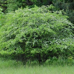 Eingriffeliger Weißdorn / Crataegus monogyna