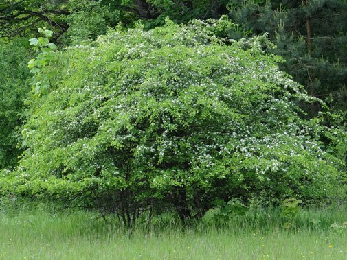 Eingriffeliger Weißdorn / Crataegus monogyna