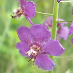 Violette Königskerze / Verbascum phoeniceum