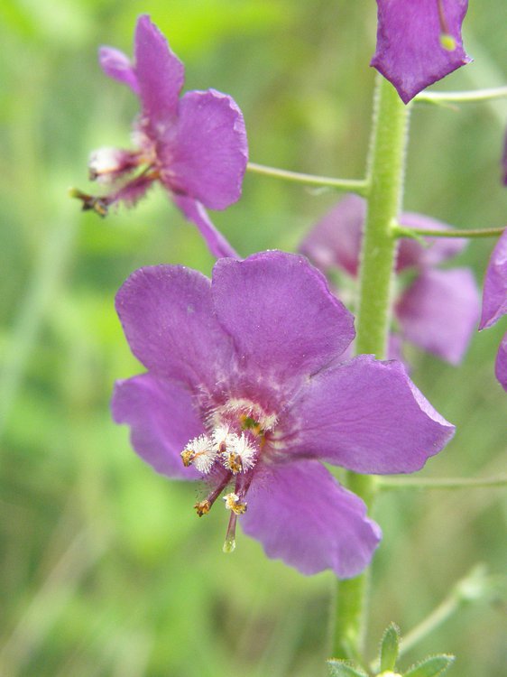 Violette Königskerze / Verbascum phoeniceum