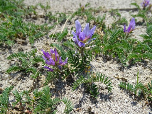 Esparsetten-Tragant / Astragalus onobrychis