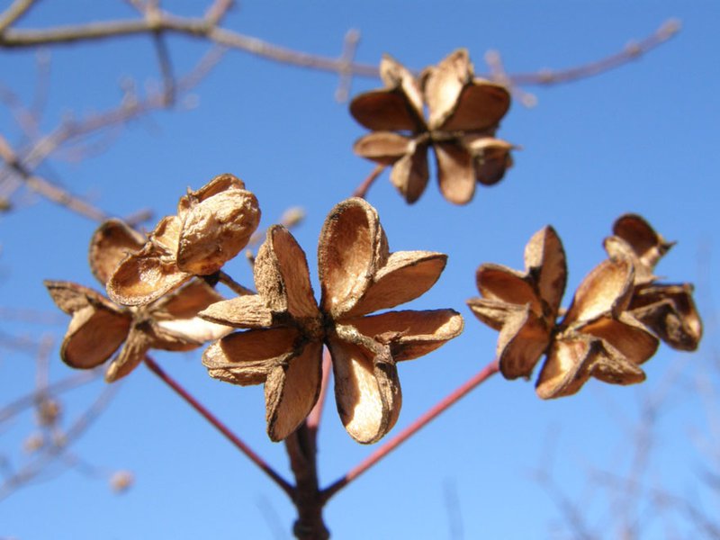 Gewöhnliches Pfaffenhütchen / Euonymus europaeus