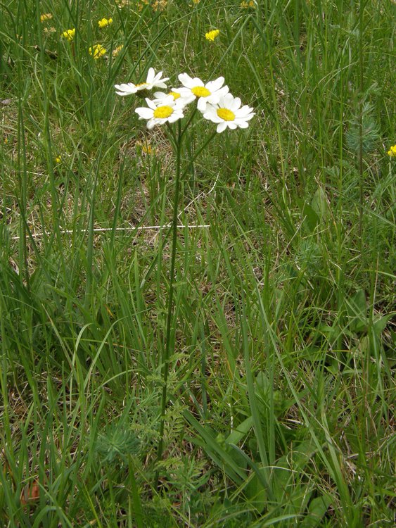 Straußblütige Margerite / Tanacetum corymbosum