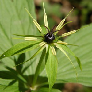 Vierblättrige Einbeere / Paris quadrifolia