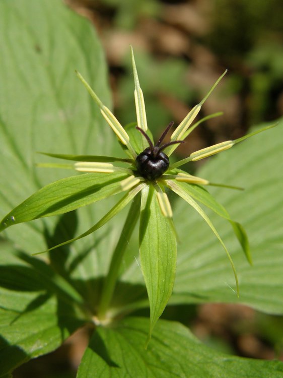 Vierblättrige Einbeere / Paris quadrifolia