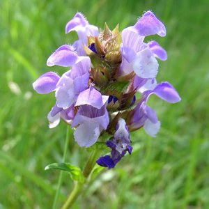 Großblütige Braunelle / Prunella grandiflora