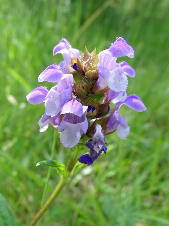 Großblütige Braunelle / Prunella grandiflora