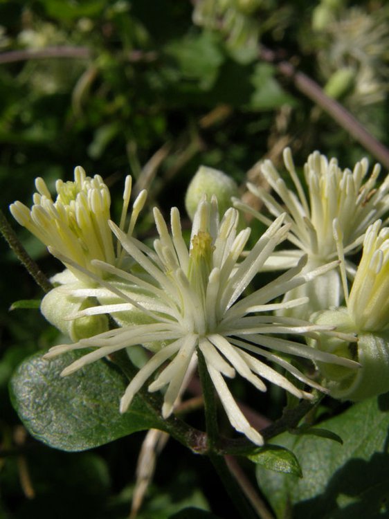 Gewöhnliche Waldrebe / Clematis vitalba