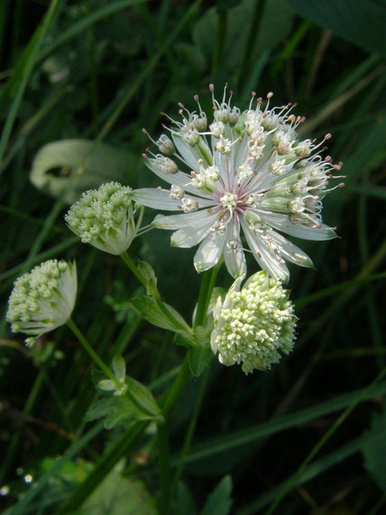 Große Sterndolde / Astrantia major