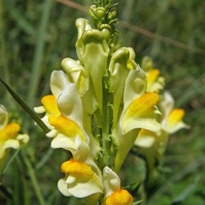 Gewöhnliches Leinkraut / Linaria vulgaris