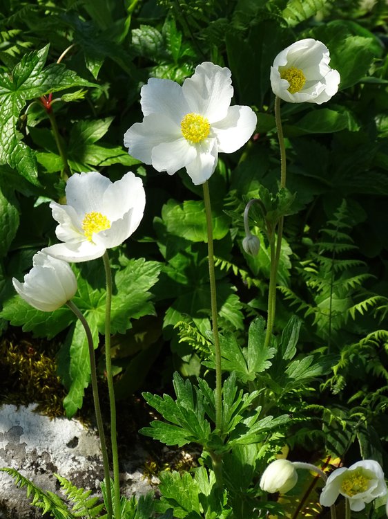 Großes Windröschen / Anemone sylvestris