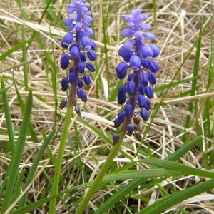 Kleine Traubenhyazinthe / Muscari botryoides