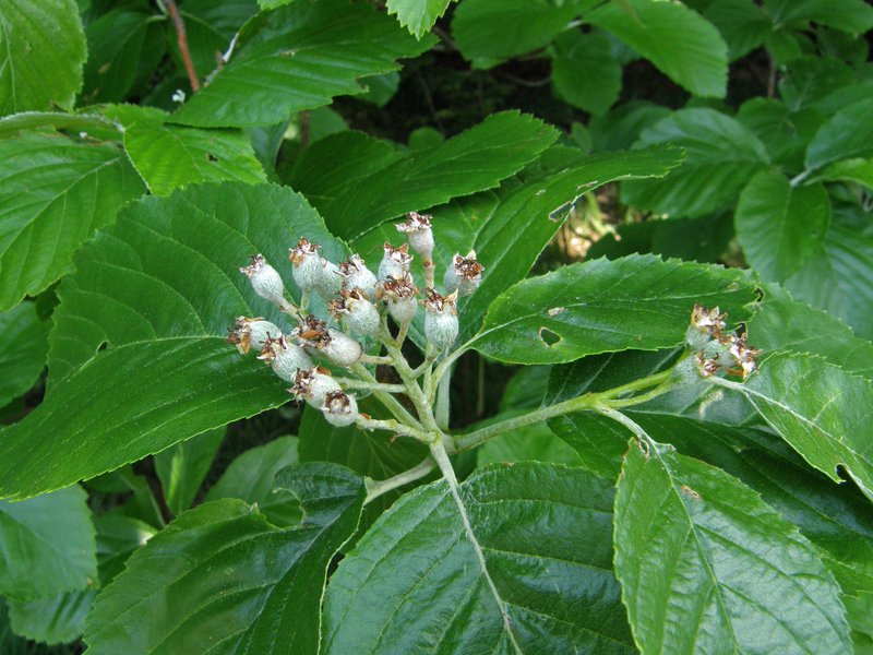 Mehlbeere / Sorbus aria