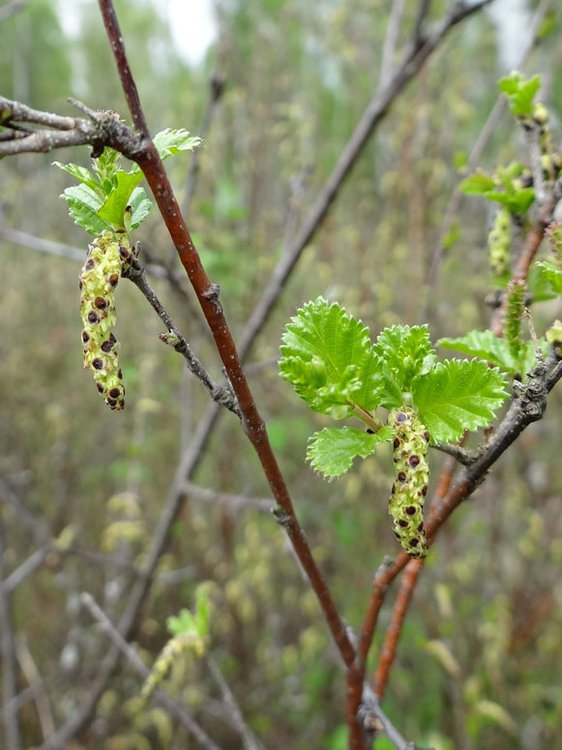 Strauch-Birke / Betula humilis
