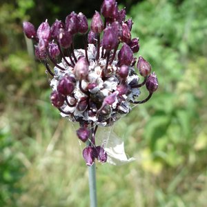 Weinbergs-Lauch / Allium vineale