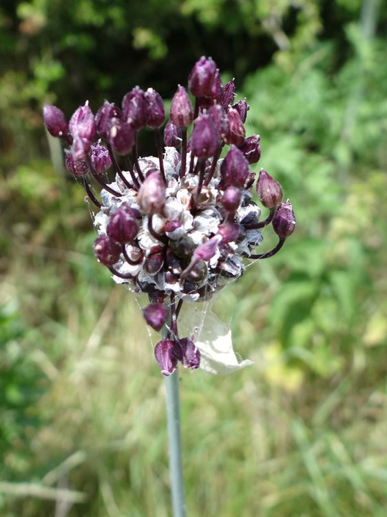 Weinbergs-Lauch / Allium vineale