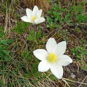 Weiße Alpen-Küchenschelle / Pulsatilla alpina ssp. alba