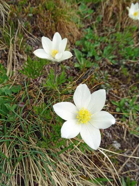 Weiße Alpen-Küchenschelle / Pulsatilla alpina ssp. alba