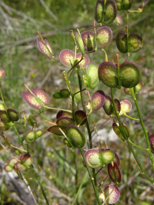 Brillenschötchen / Biscutella laevigata