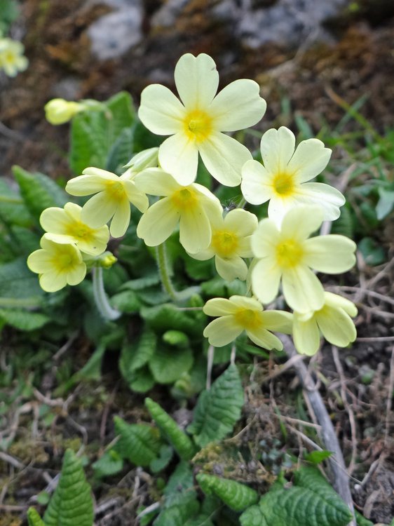 Wald-Schlüsselblume / Primula elatior