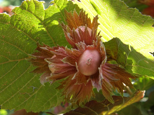 Haselnuss / Corylus avellana