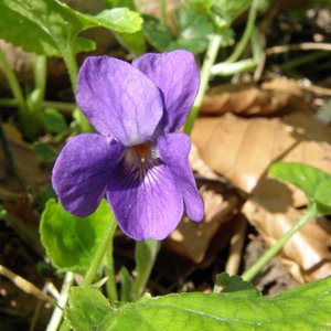 Rauhes Veilchen / Viola hirta